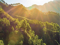 【簽約】河北省林業(yè)產(chǎn)業(yè)協(xié)會，網(wǎng)站建設合同